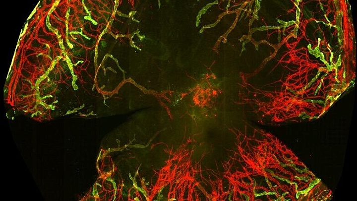 Ученые создали модель химического ожога глаза, позволяющую избежать слепоты