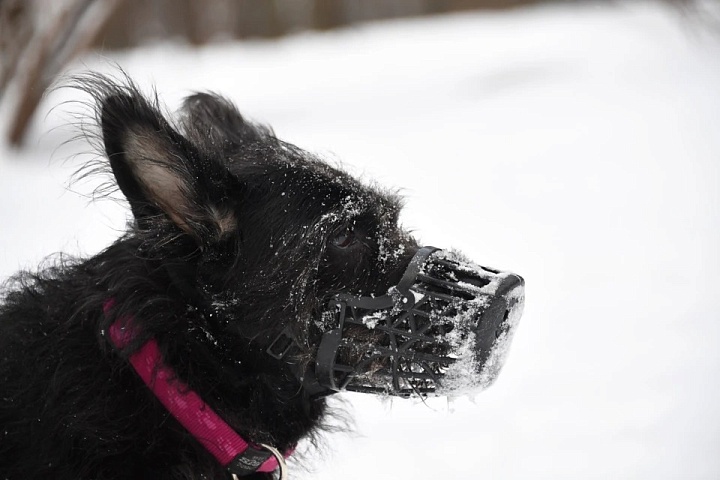 В Москве мужчина зарезал собаку на глазах хозяйки