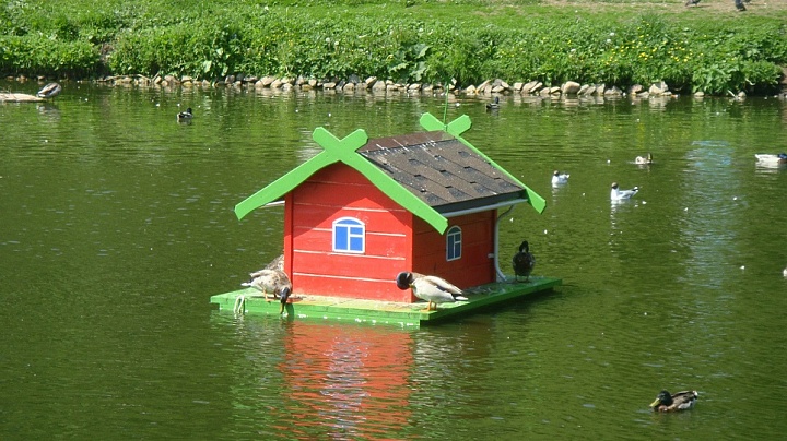 В столичных водоемах появилось около 150 домиков для уток