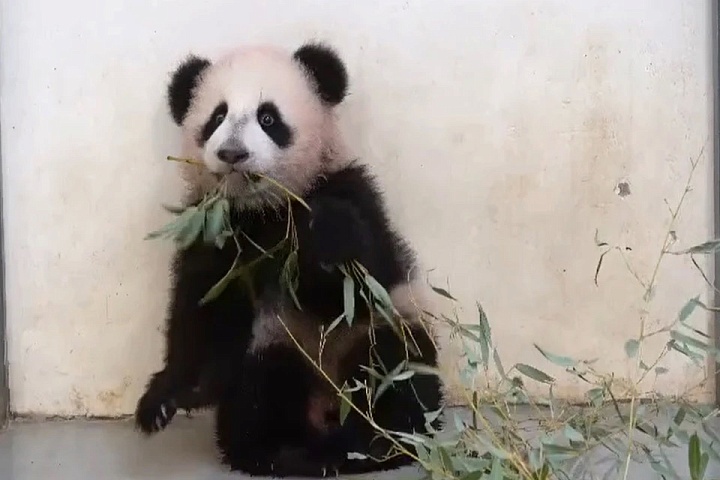 Панда Катюша из Московского зоопарка научилась есть бамбук