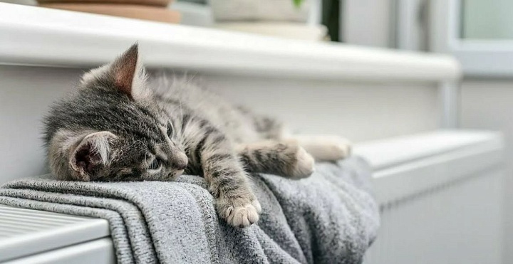 «Дом климата»: Viessmann – Гарантированный Комфорт в Вашем Доме!